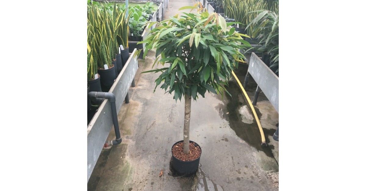 FICUS AMSTEL KING STAMM 25/19 H130 Decofora