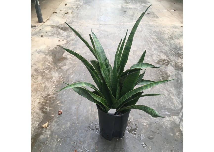 SANSEVIERIA KIRKII  15/19 H45/50