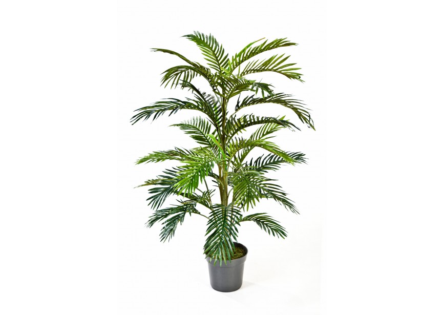 4 ARECA PALM W/POT H120