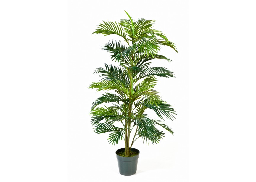 5 ARECA PALM W/POT H150