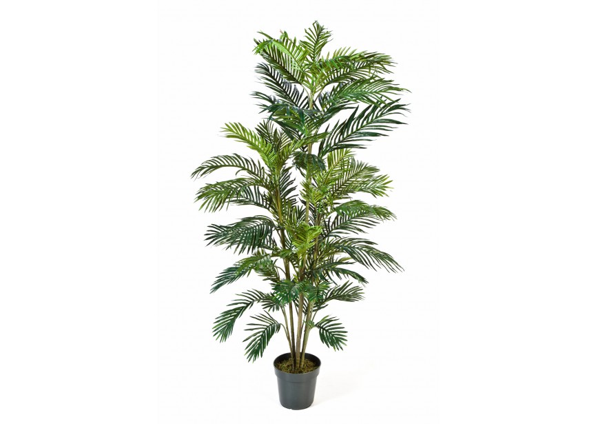 6 ARECA PALM W/POT H180