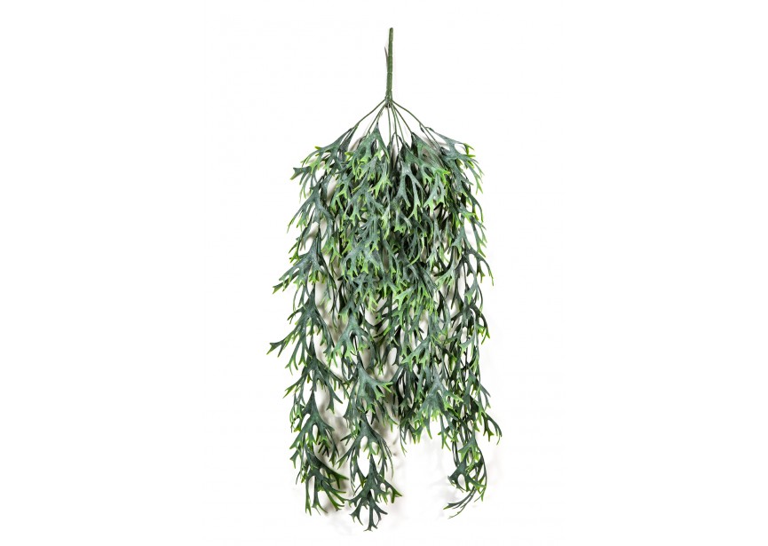 STAGHORN HANGING VINE BUSH H80