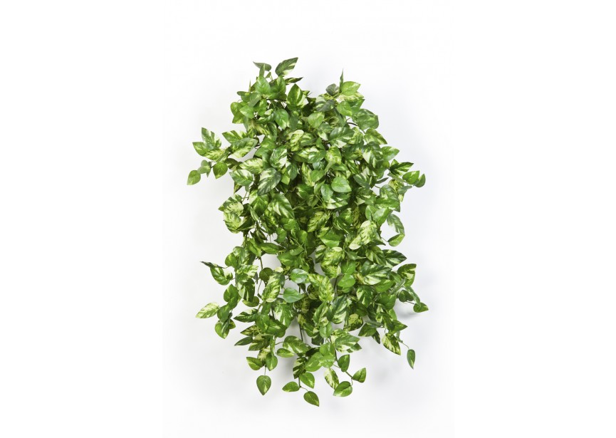 MINI POTHOS BUSH X 560 H