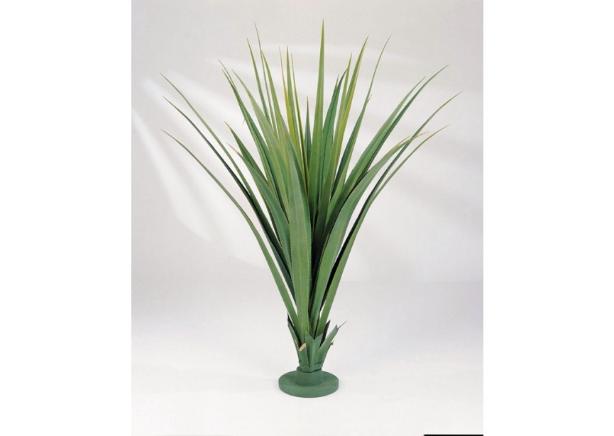 PANDANUS PLANT H140