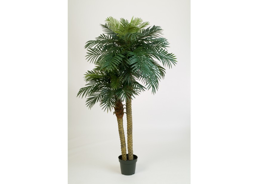 7 PHOENIX PALM DOUBLE W/POT H195