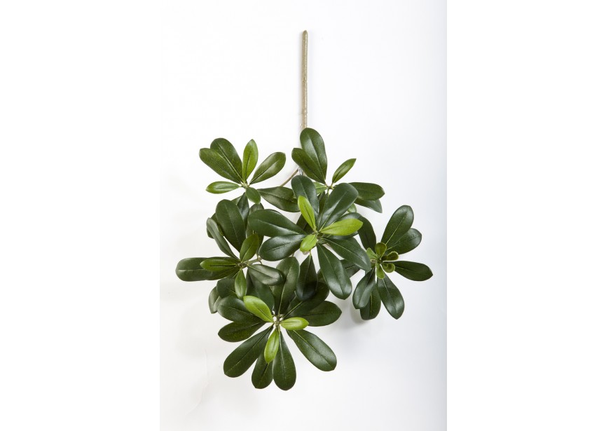 FR PITTISPORUM MOUNTAIN SPRA H40