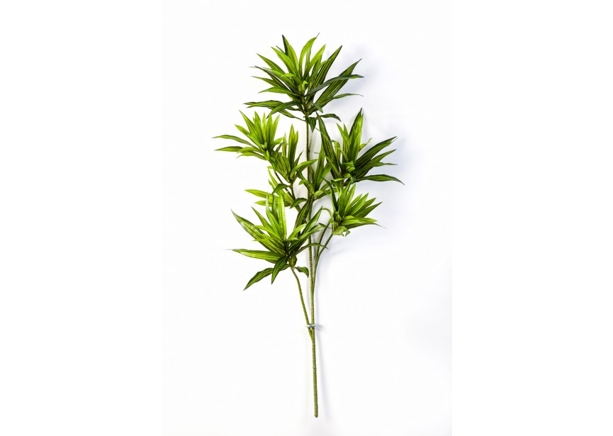 DRACAENA REFLEXA SPRAY H