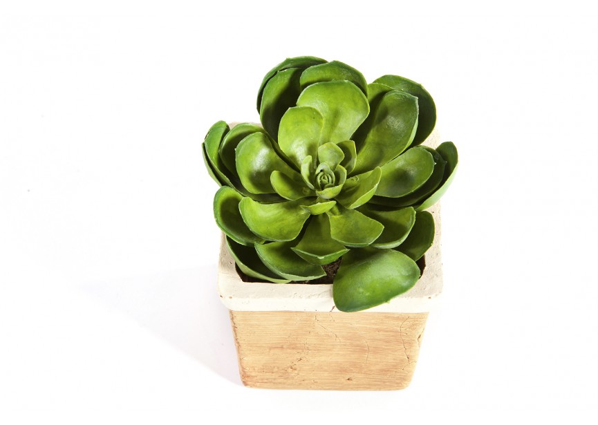 SUCCULENT GREEN H14