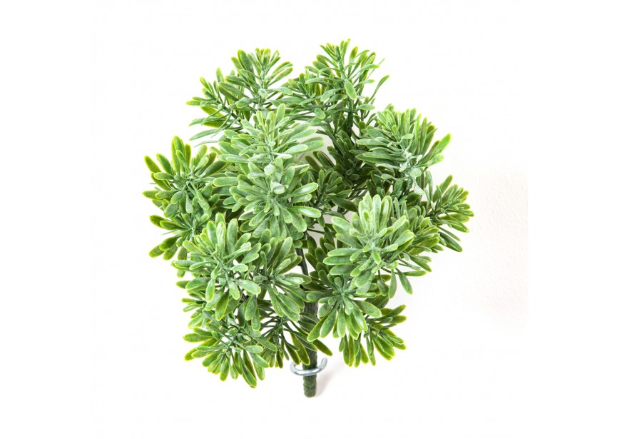 DUSTY MILLER BUSH X 7 GREEN H18