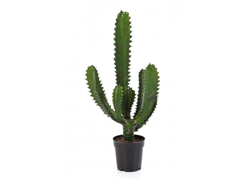 FINGER CACTUS 61 CM W/POT H61