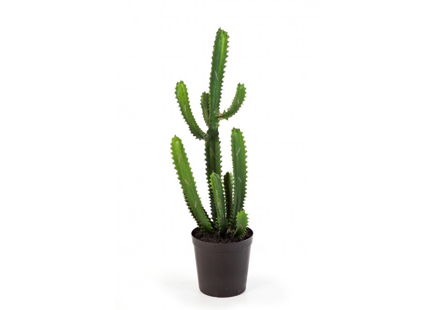 FINGER CACTUS 98 CM W/POT H98