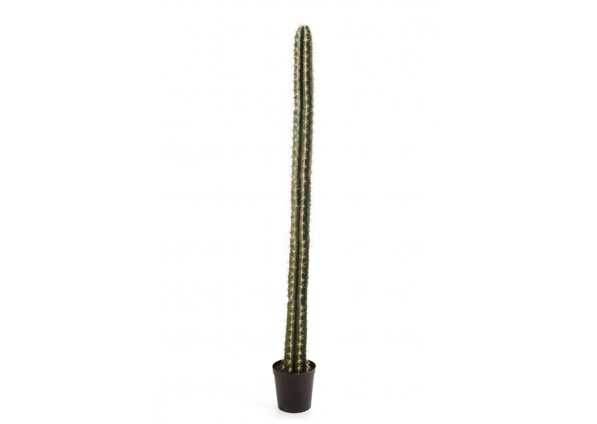 SINGLE COLUMN CACTUS 206CM W H206