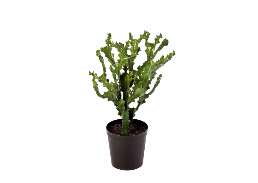 MOUNTAIN CACTUS 76 CM W/POT H76