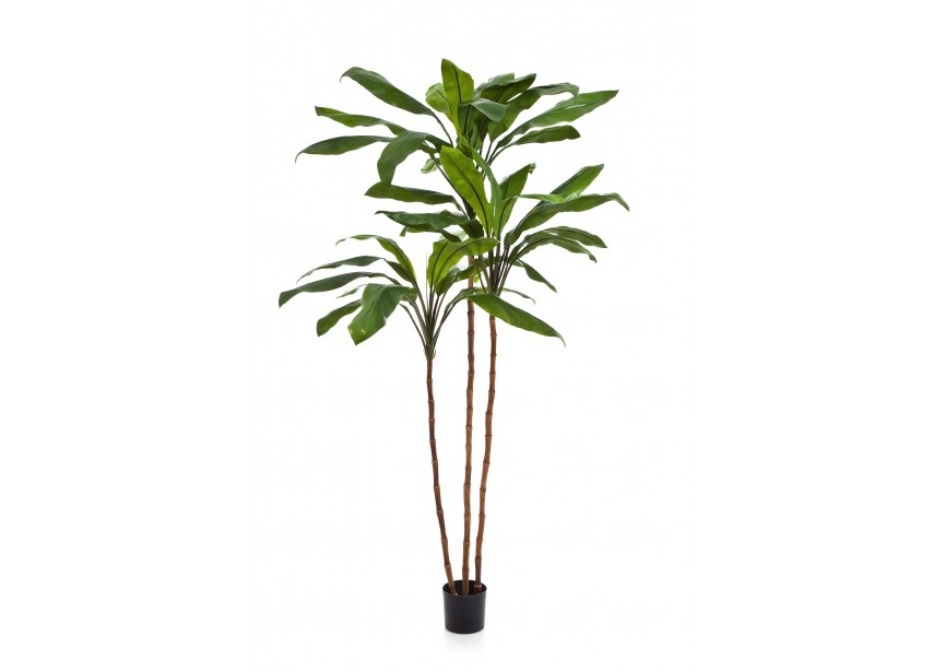 7 CORDYLINE FRUTICOSA TREE H210