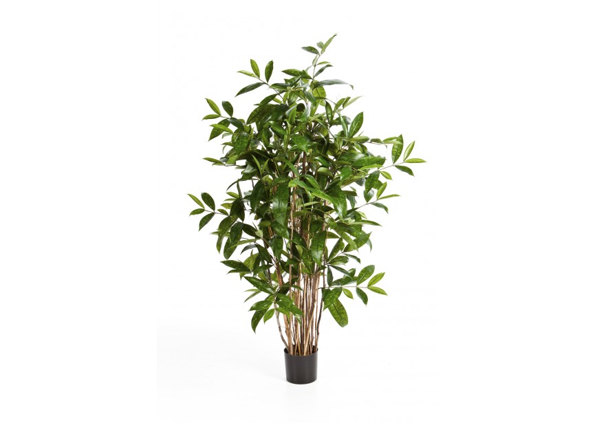 4 DRACAENA SURCULOSA TREE H120