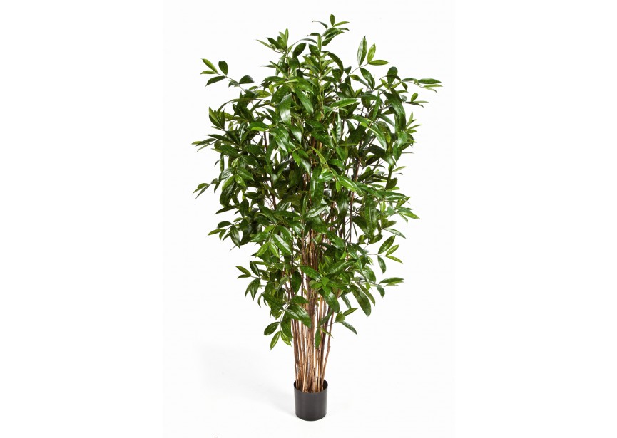 6 DRACAENA SURCULOSA TREE H180