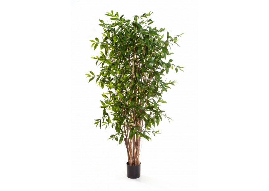 7 DRACAENA SURCULOSA TREE H210