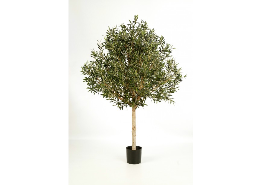 6 NATURAL OLIVE TOPIARY TRE H180