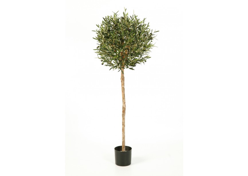 5 NATURAL OLIVE BALL TREE H140