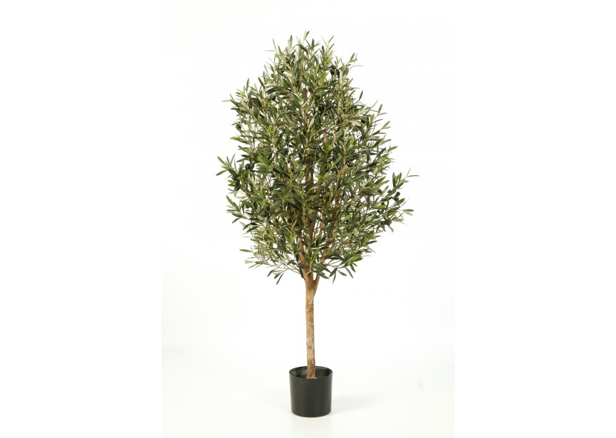 5 NATURAL OLIVE VINE TREE H140