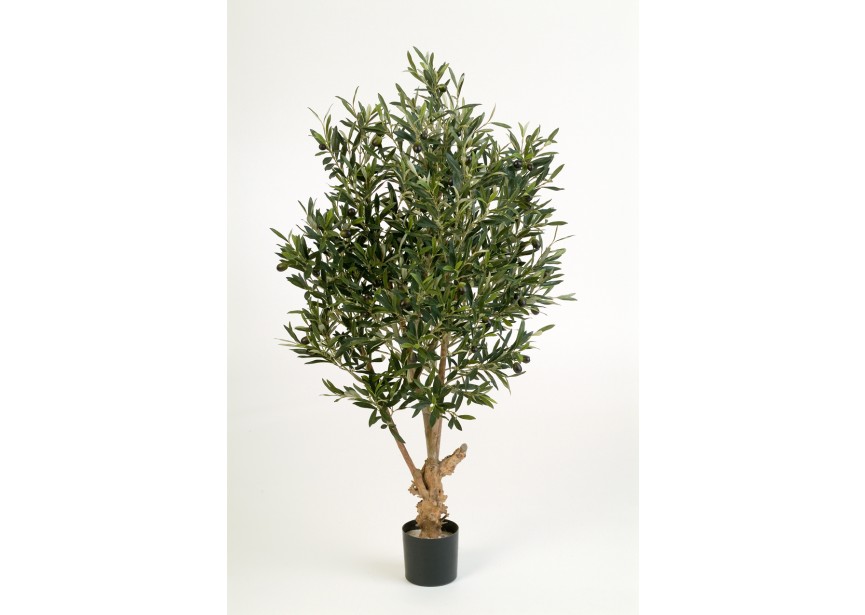 4 NAT, TWISTED OLIVE TREE W H120