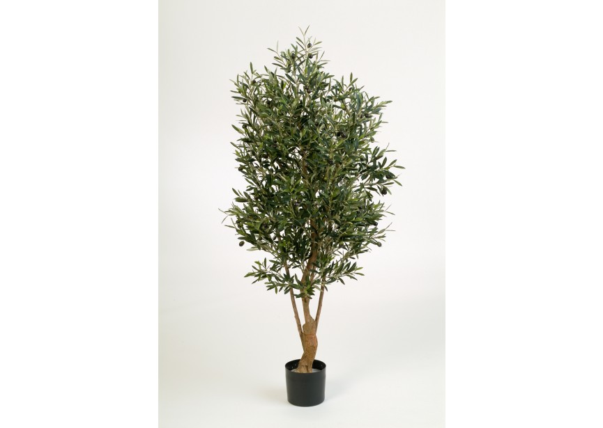 5 NAT, TWISTED OLIVE TREE W H150