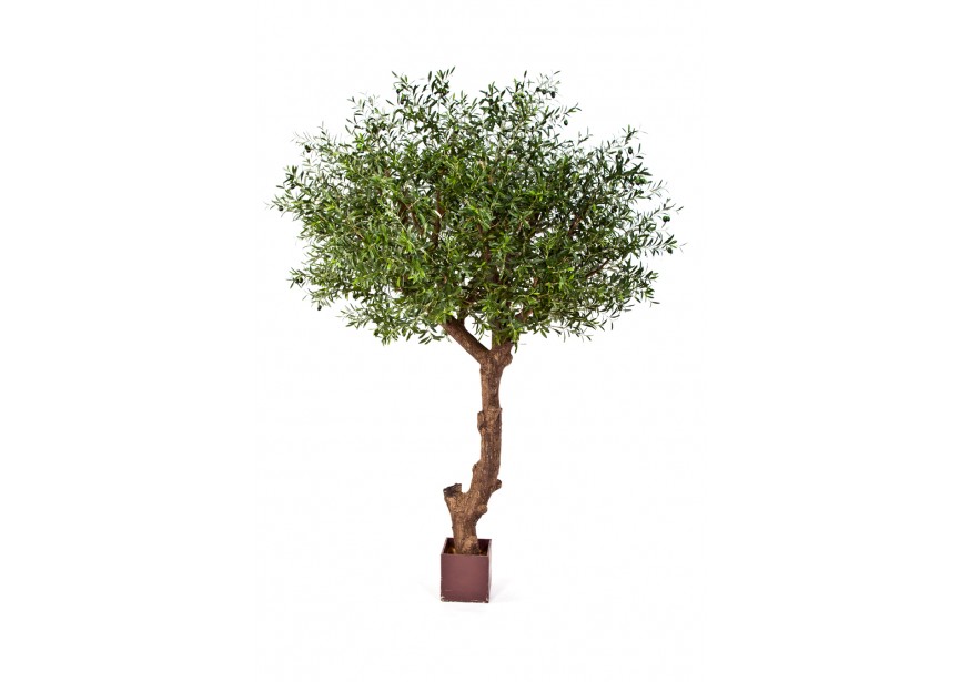 9 NAT, OLIVE TREE POLY T H270