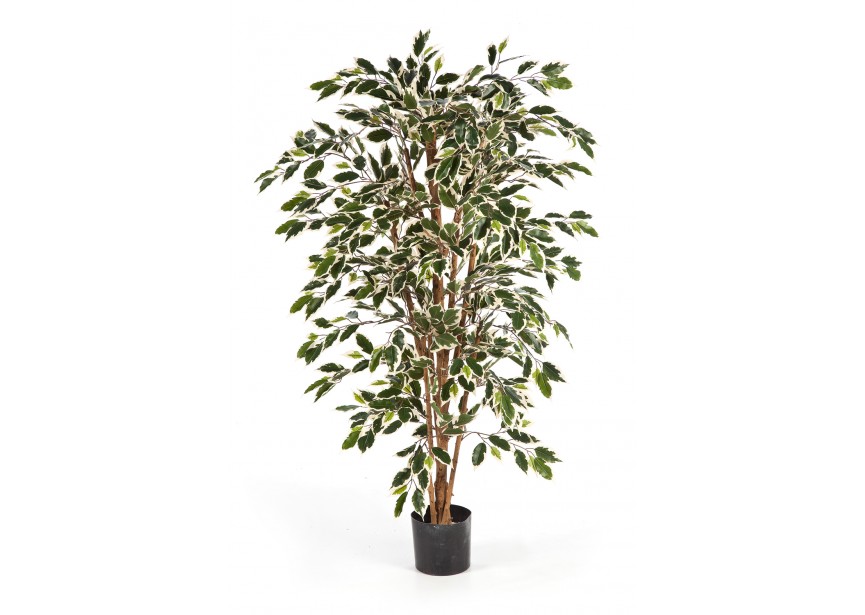 5 VAR, FICUS NITIDA H150