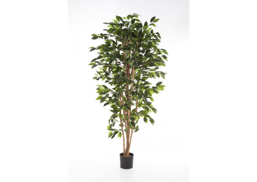 6 FICUS NITIDA H180