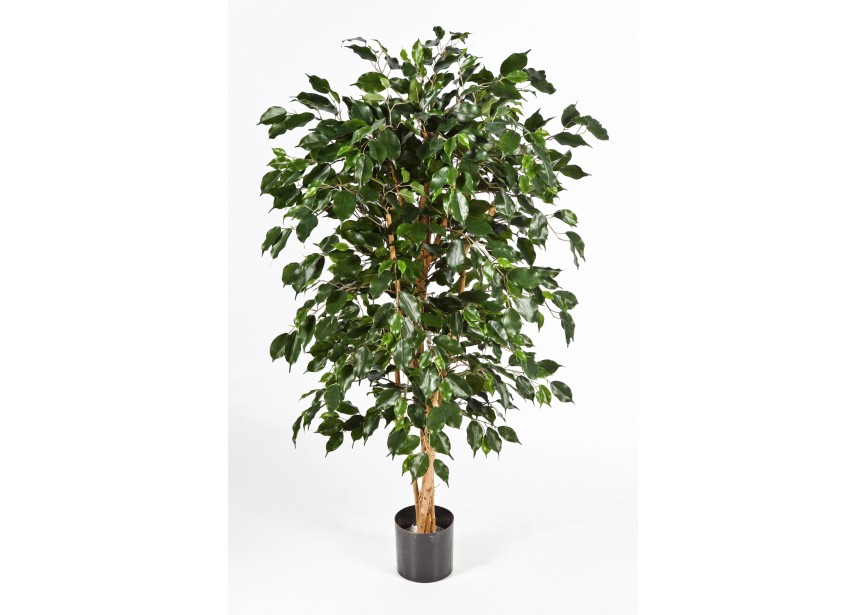 5 FICUS NITIDA EXOTICA H150