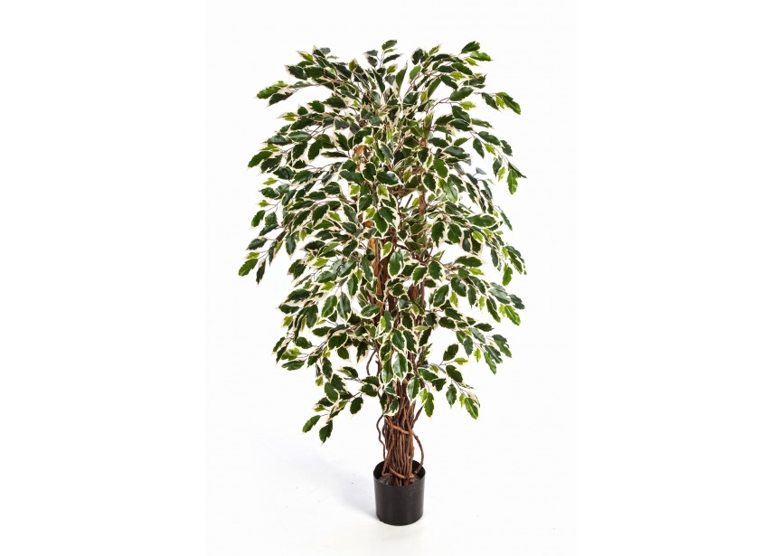 5 VAR, FICUS LIANA H150