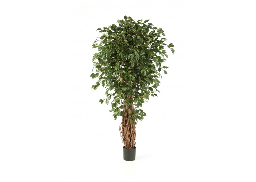 7 FICUS LIANA EXOTICA DE LU H210