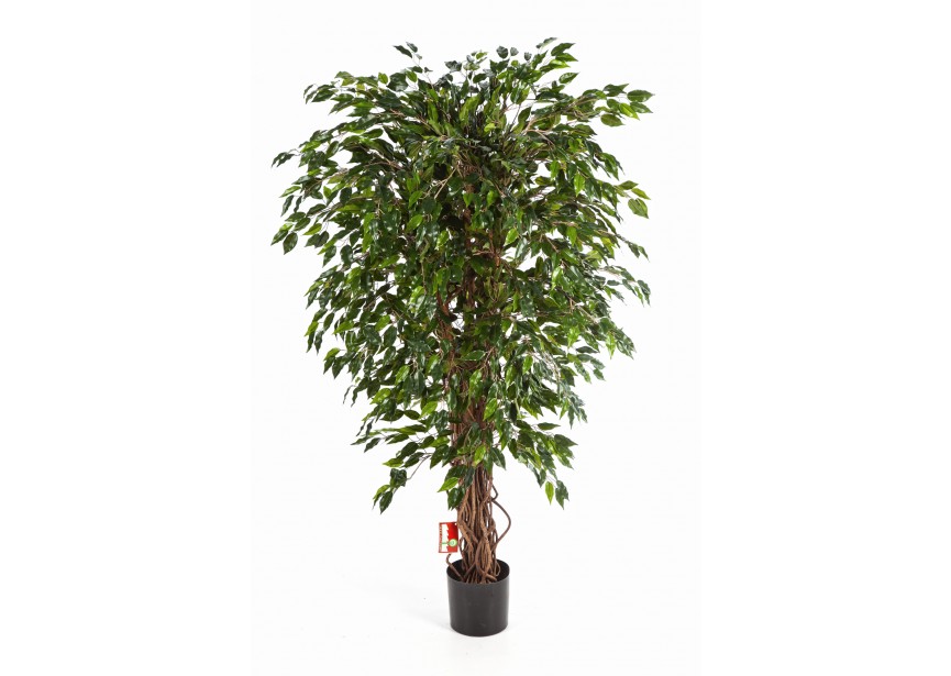 5 HAWAIIAN FICUS LIANA H150