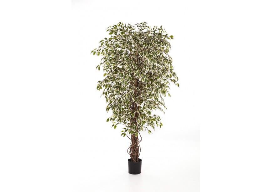 6 VAR-HAWAI, FICUS LIANA H180