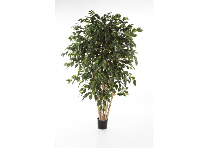 6 FICUS EXOTICA MULTI TRUNK H180