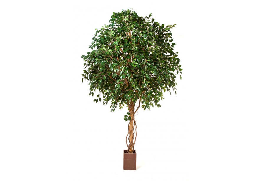 10 GIANT FICUS EXOTICA TREE H315