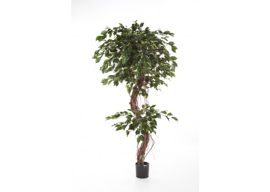 6 FICUS CORKSCREW EXOTICA H180