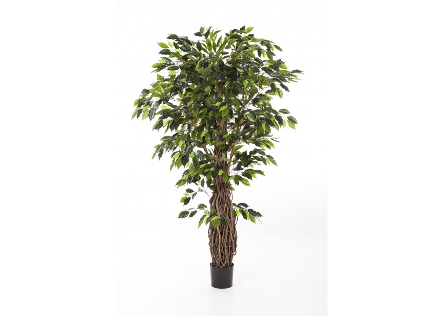 6 FICUS LIANA DE LUXE H180