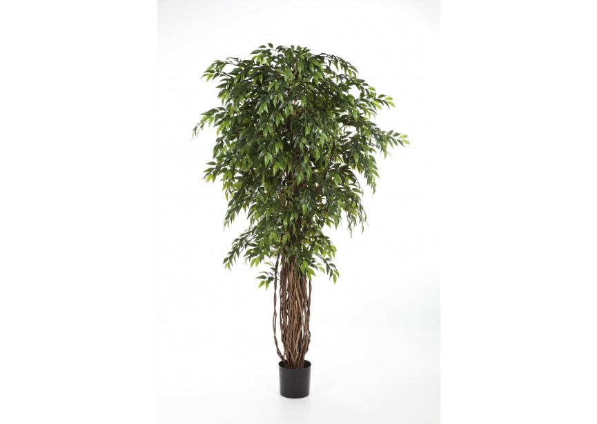 7 FRENCH FICUS LIANA DE LUX H210