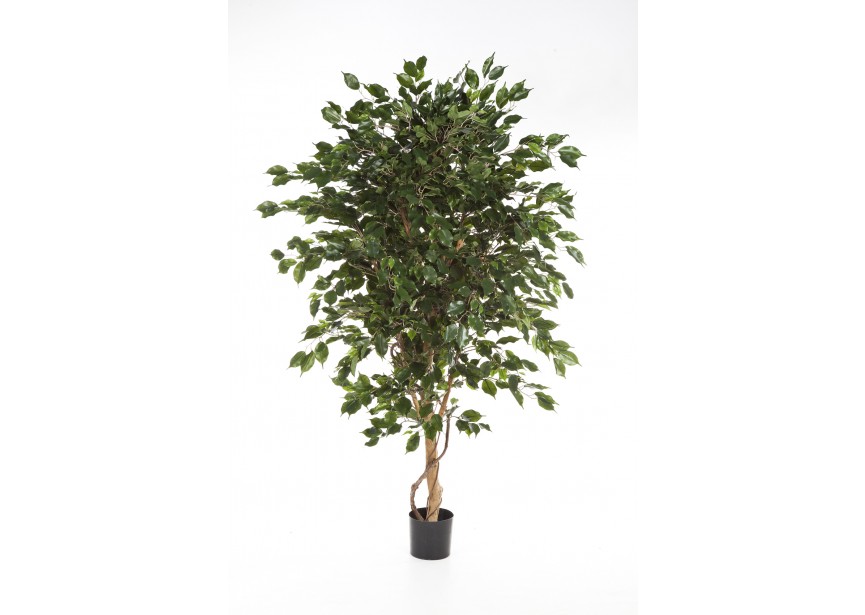 6 FICUS DELUXE EXOTICA TREE H180