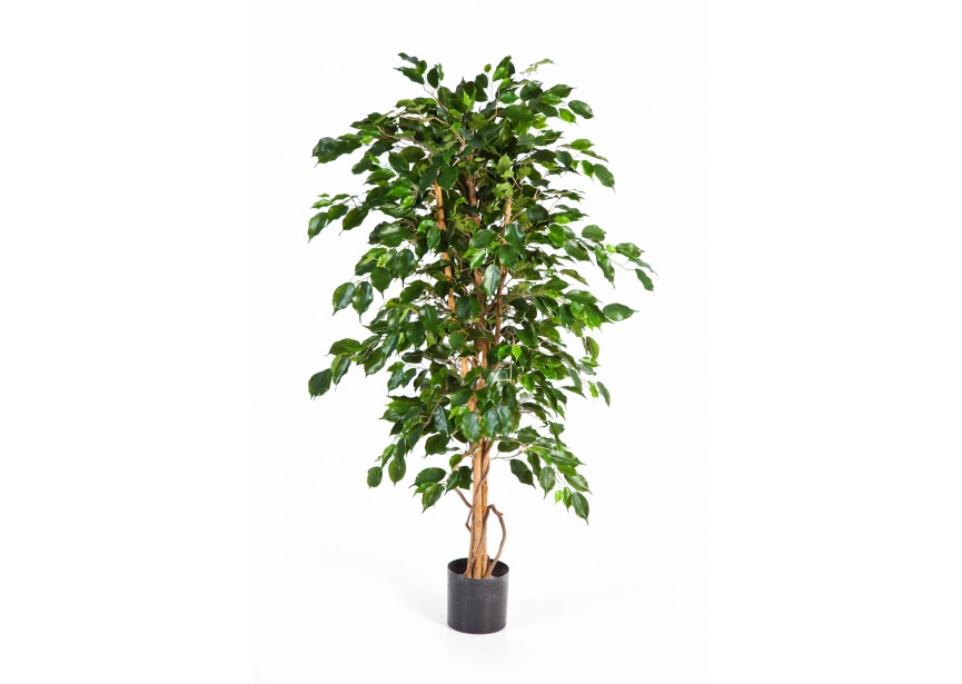 5 FICUS EXOTICA H150