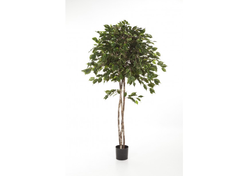 6 FICUS EXOTICA UMBRELLA H180