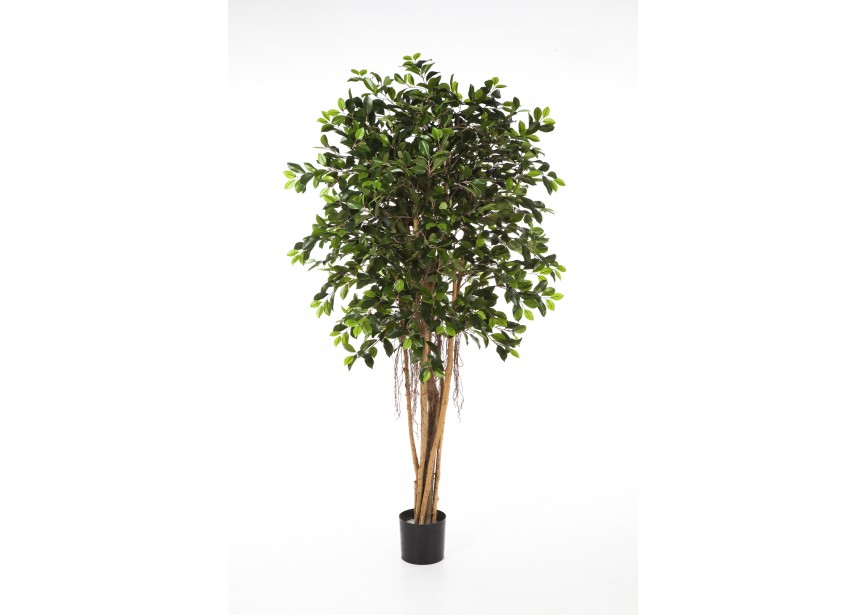 6 FICUS RETUSA H180