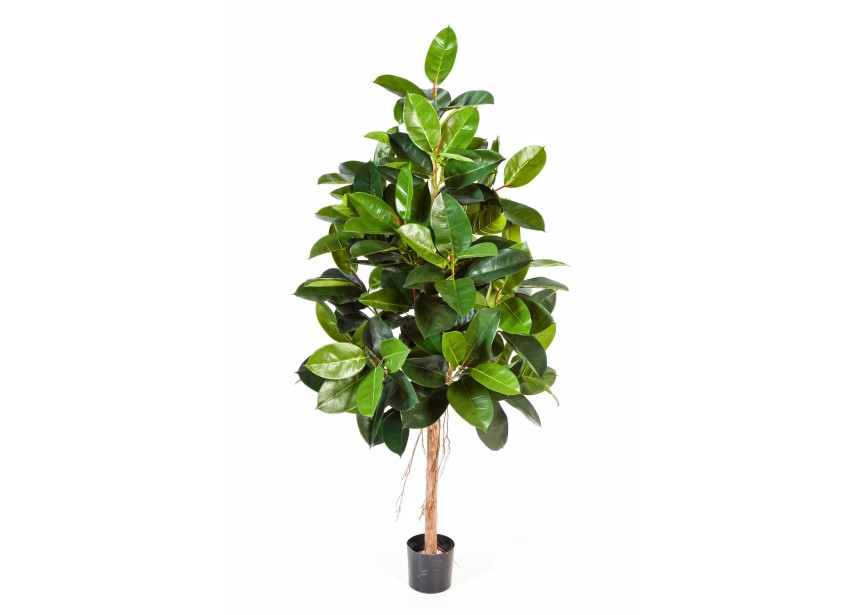 6 FICUS ELASTICA H180