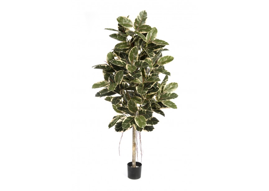 7 VAR, FICUS ELASTICA H210