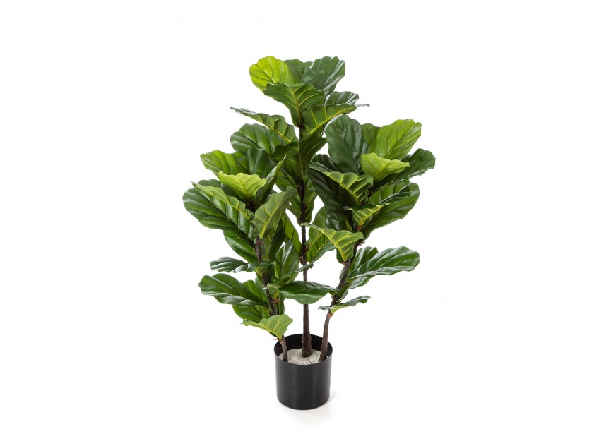 3 FICUS LYRATA TREE X 3 H90