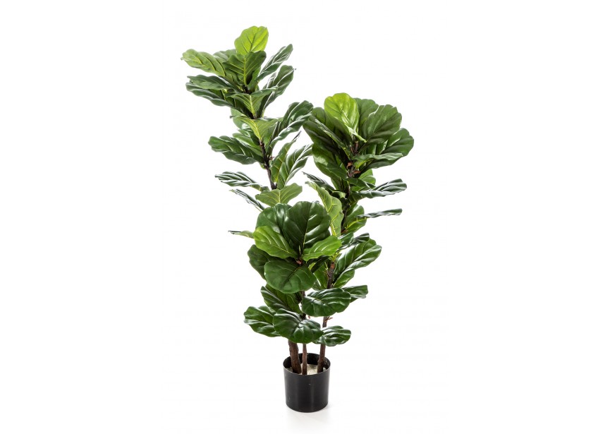 4 FICUS LYRATA TREE X 3 H130