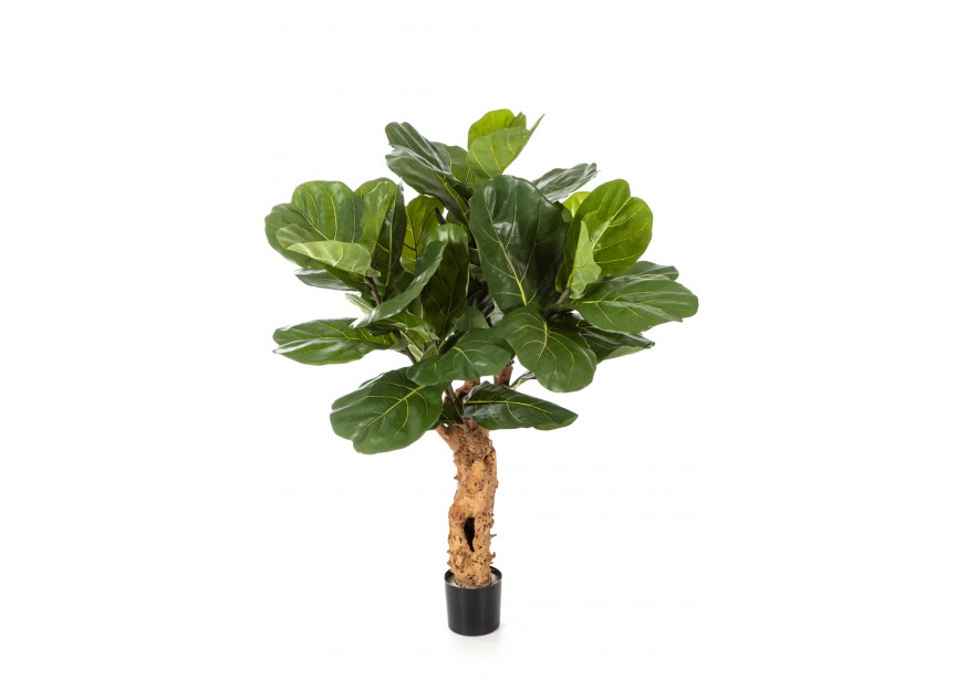 4 FICUS LYRATA FOREST TRUNK H110