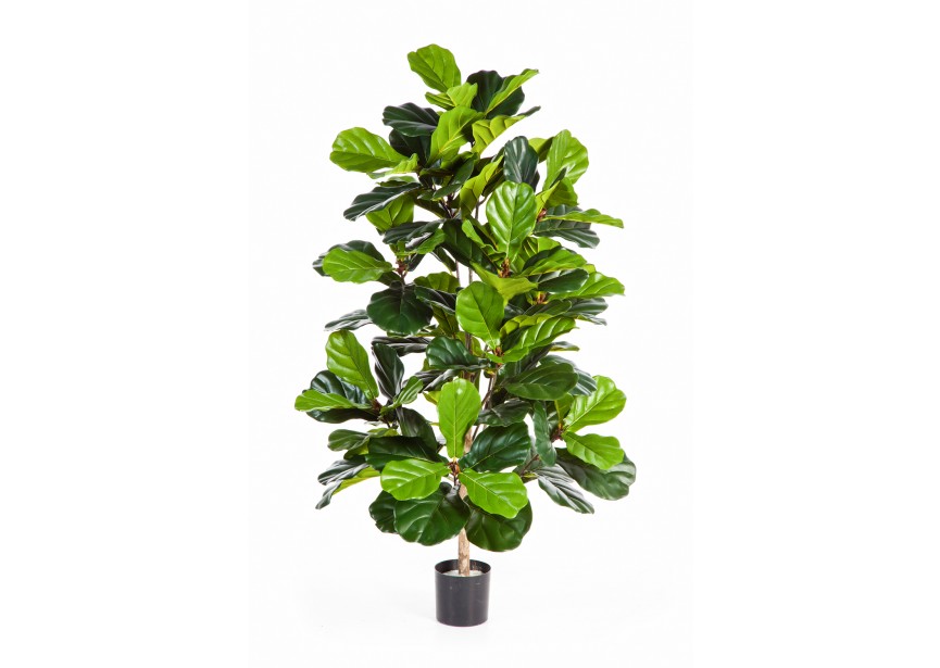 4 FICUS LYRATA BUSH TREE H130