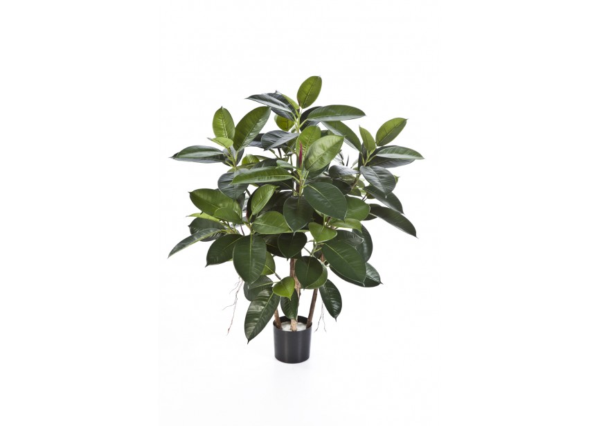 3 RUBBER PLANT H90